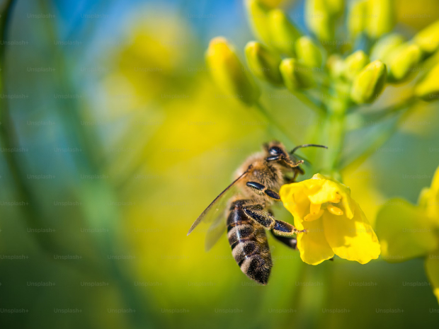 pollinisateurs