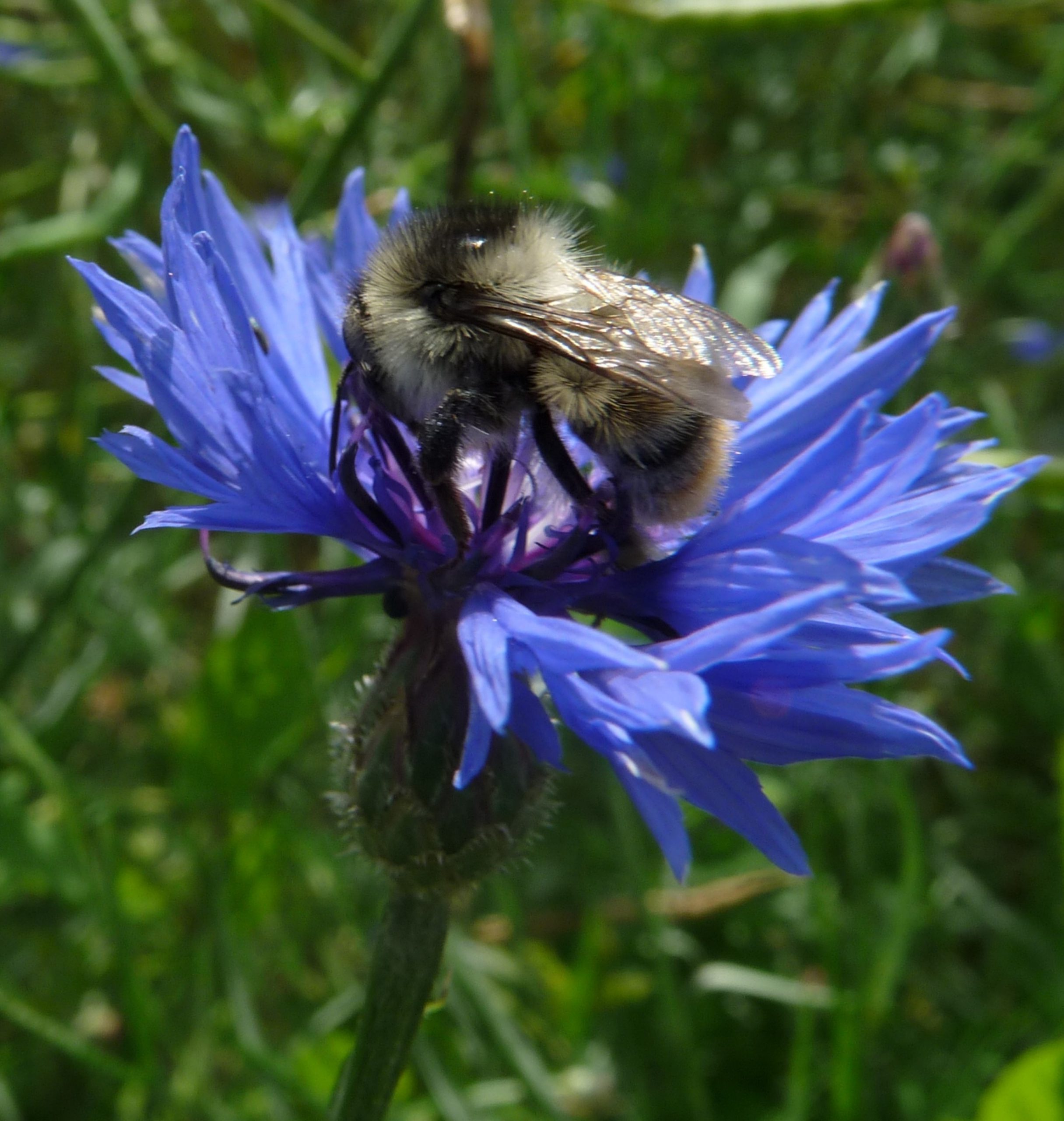 pollinisateurs