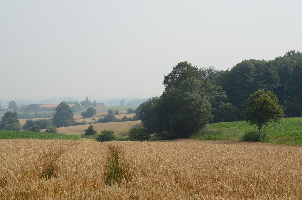Oser l’agroforesterie pour les pollinisateurs : quand accompagnement rime avec ambition