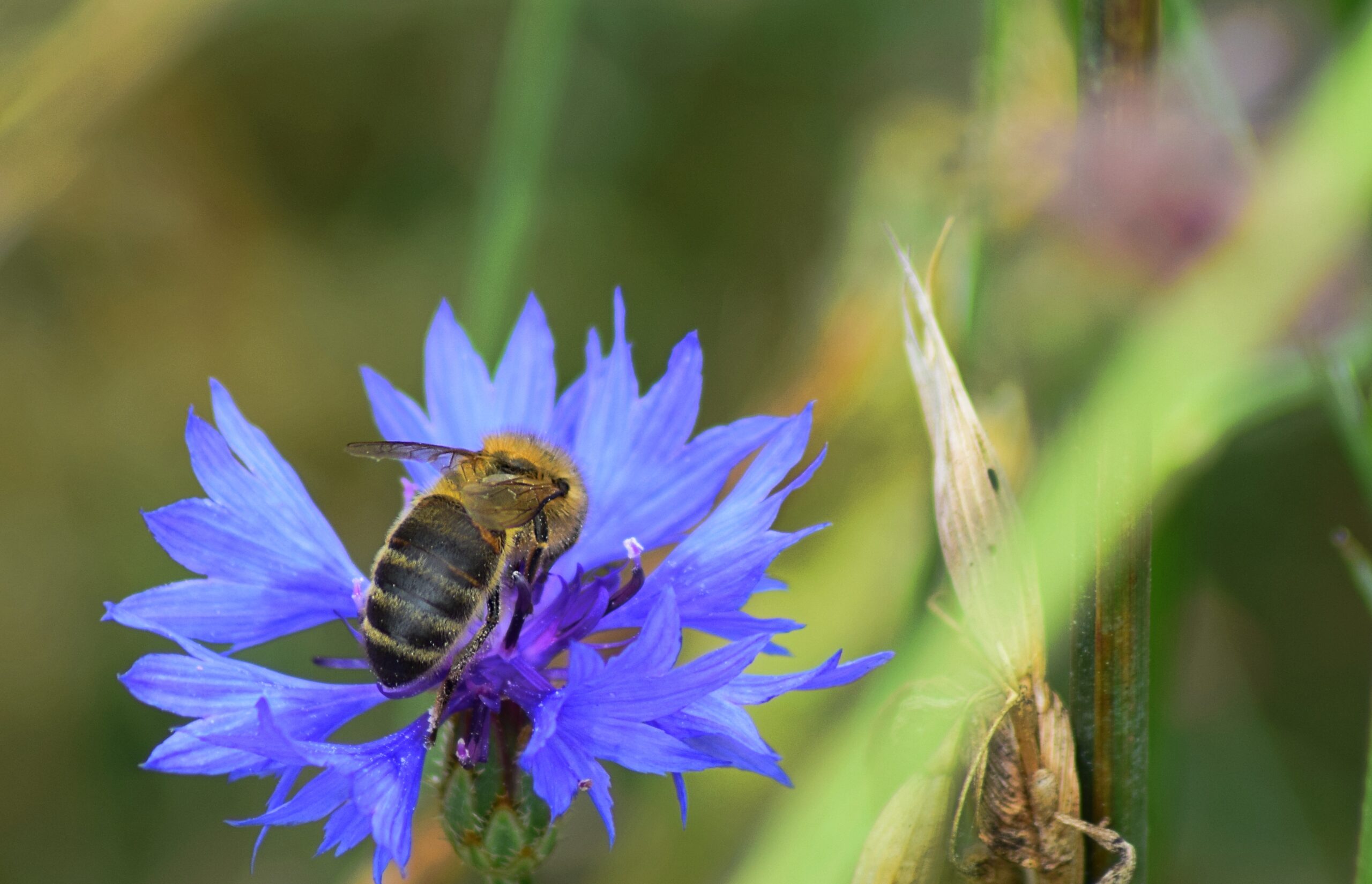 Dans le 27, c’est l’Eure des pollinisateurs !