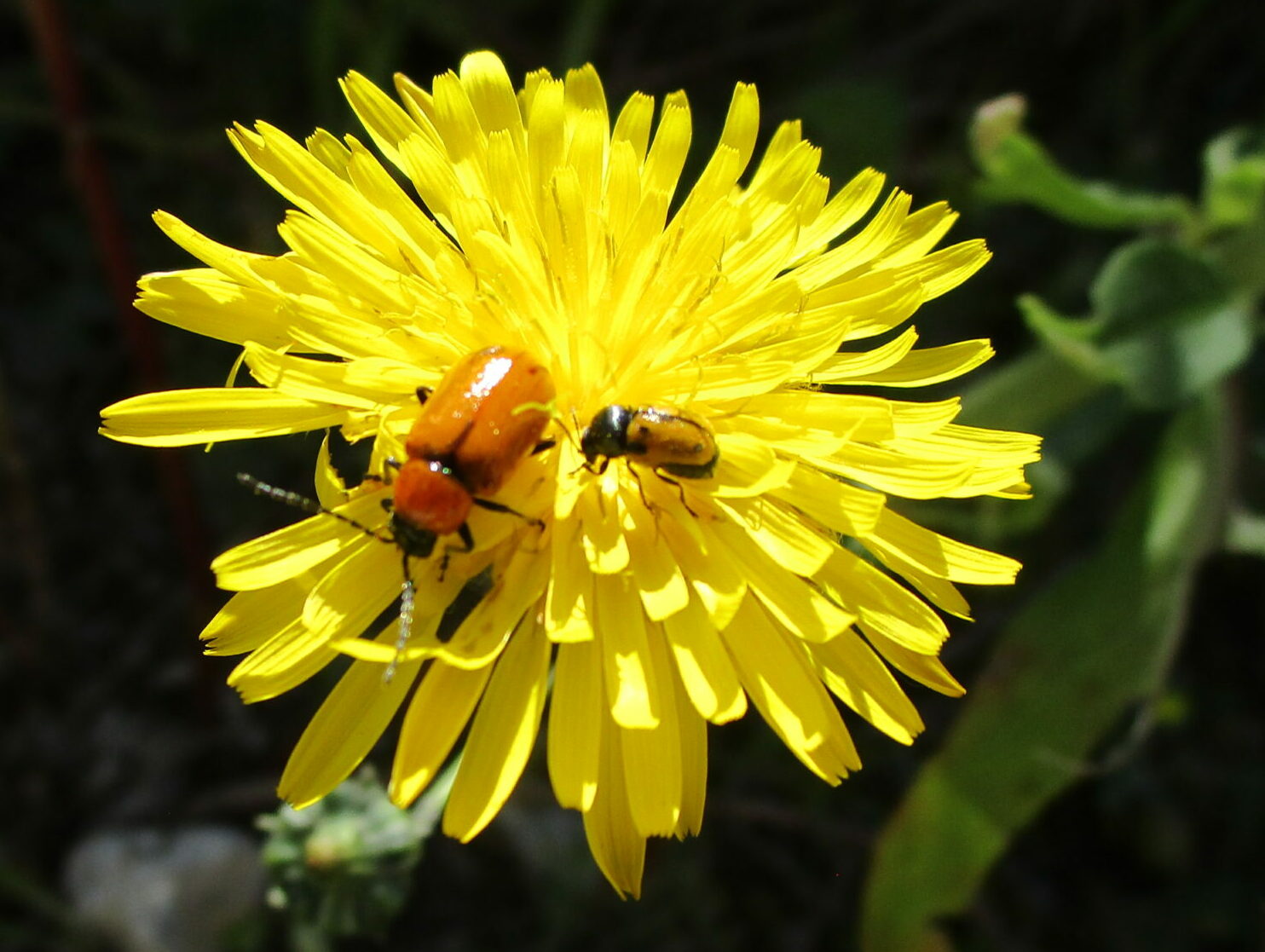 pollinisateurs