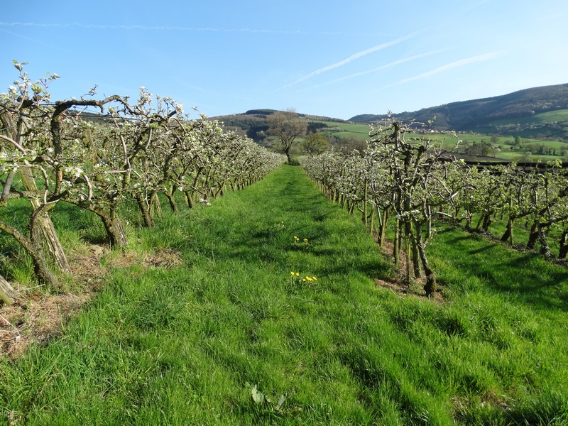Les Vergers de Bayol récoltent les fruits de l’agroécologie