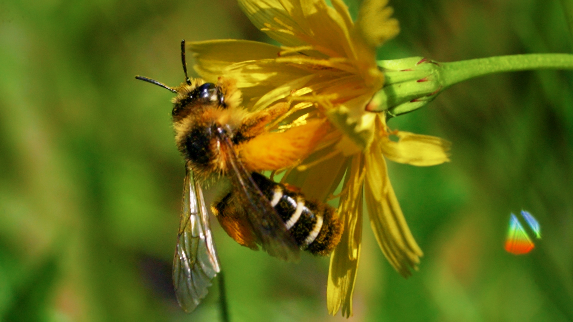 Bienvenue dans le monde des pollinisateurs : menez l’enquête !